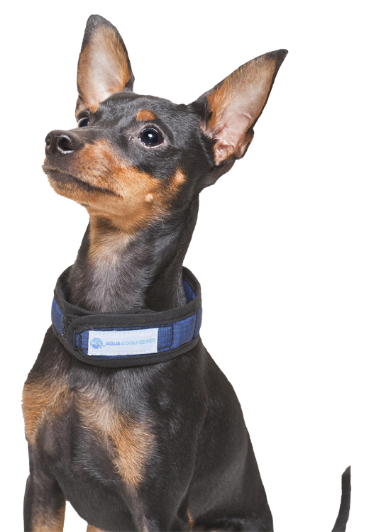 Kylhalsband ocean blå