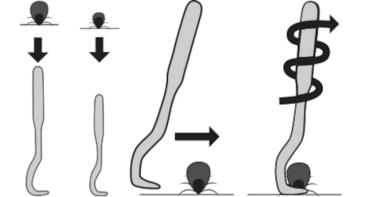Fästingplockare Vardy kofot 2-p - 2