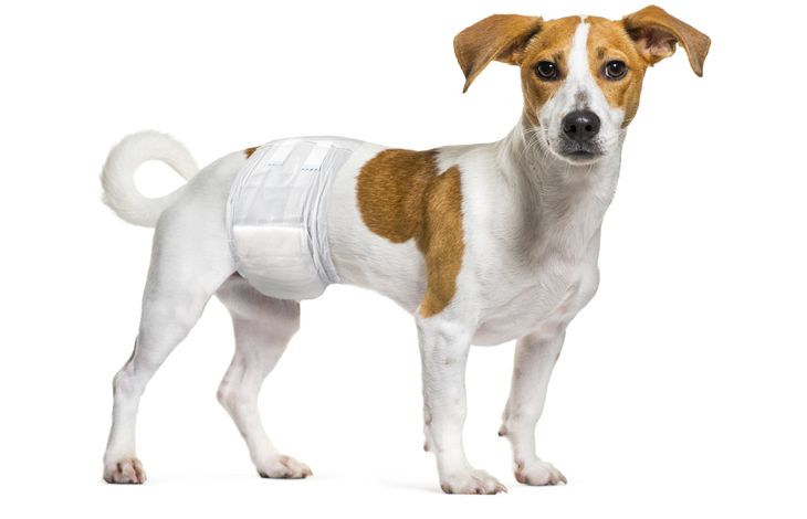 Pinkblöja hanhund 12-pack, 3 storlekar - 2