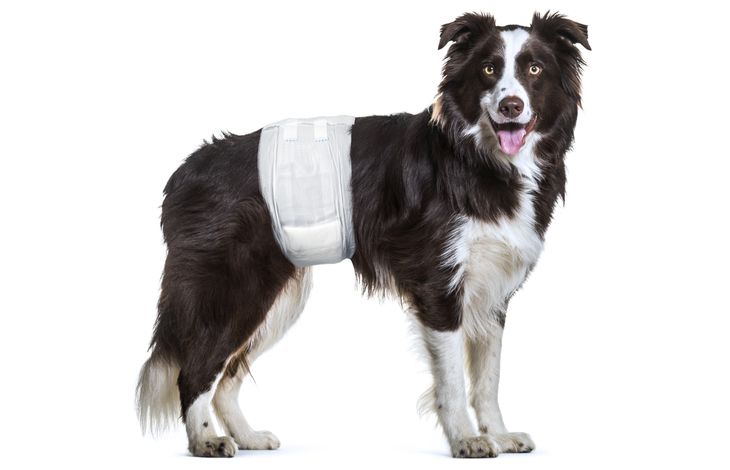 Pinkblöja hanhund 12-pack, 3 storlekar