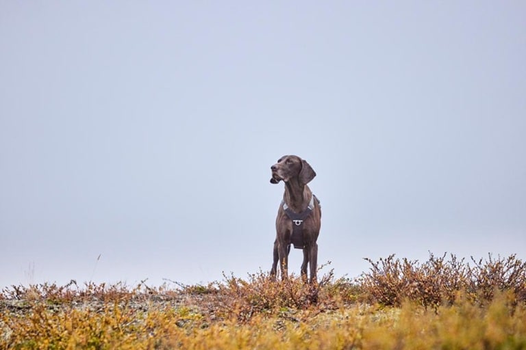 Hurtta Rover Y-sele Raven