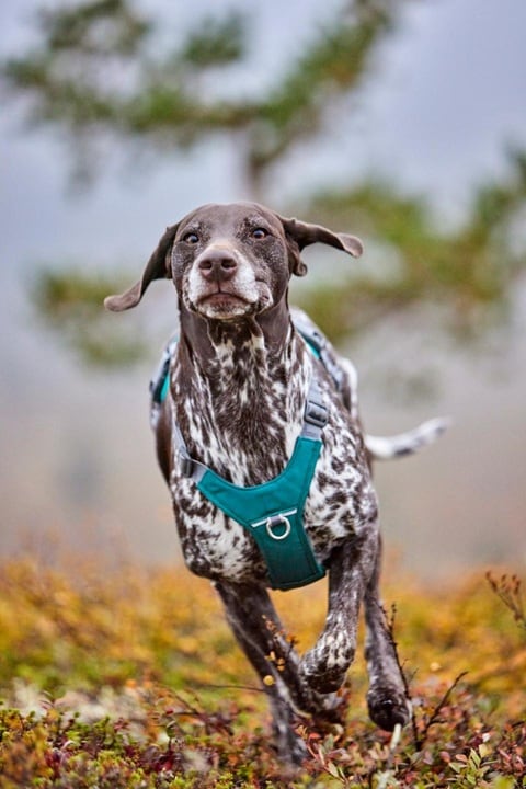 Hurtta Rover Y-sele Peacock