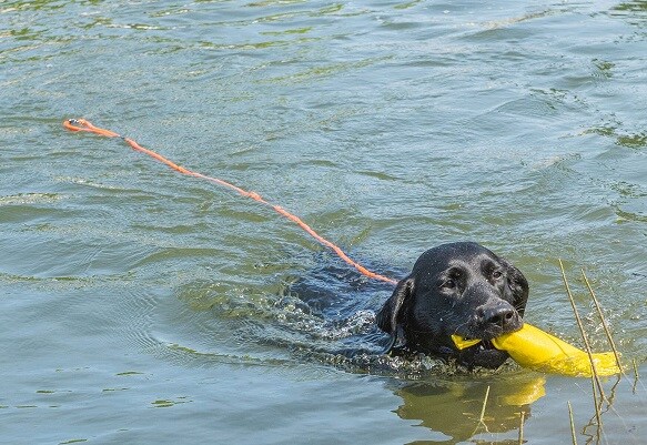 Rukka Swim Koppel L 6M - 2