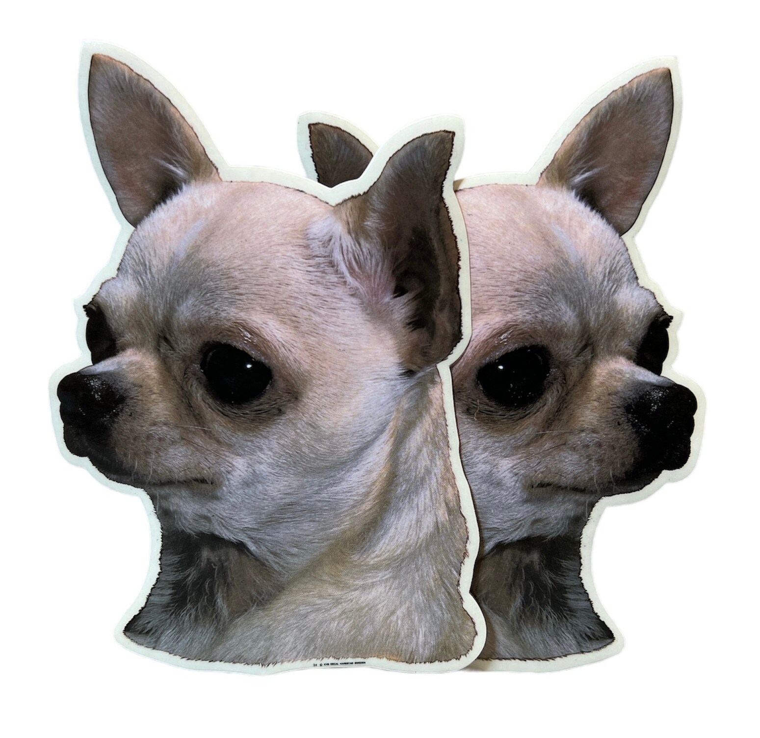 Dekal Hund medium 2-pack - Chihuahua Korthårig huvud
