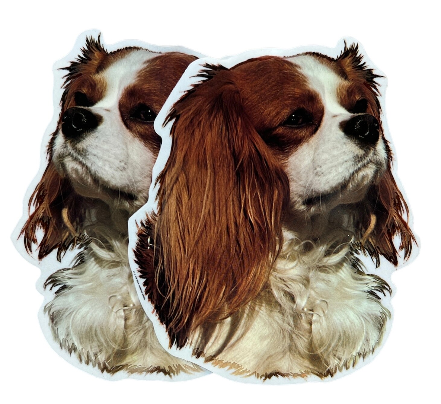 Dekal Hund medium 2-pack - Cavalier King Charles Röd/vit huvud