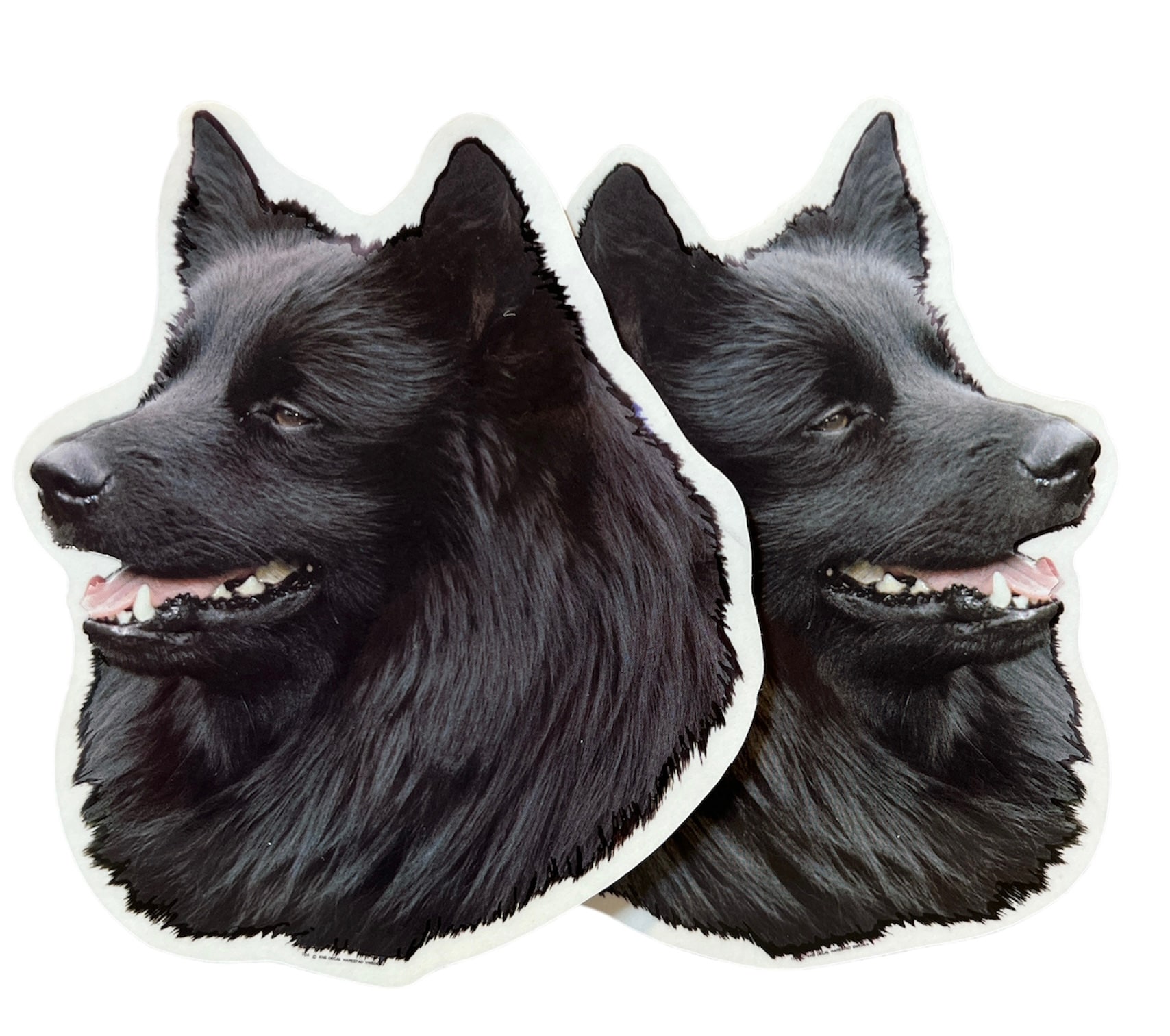 Dekal Hund medium 2-pack - Svensk Lapphund huvud