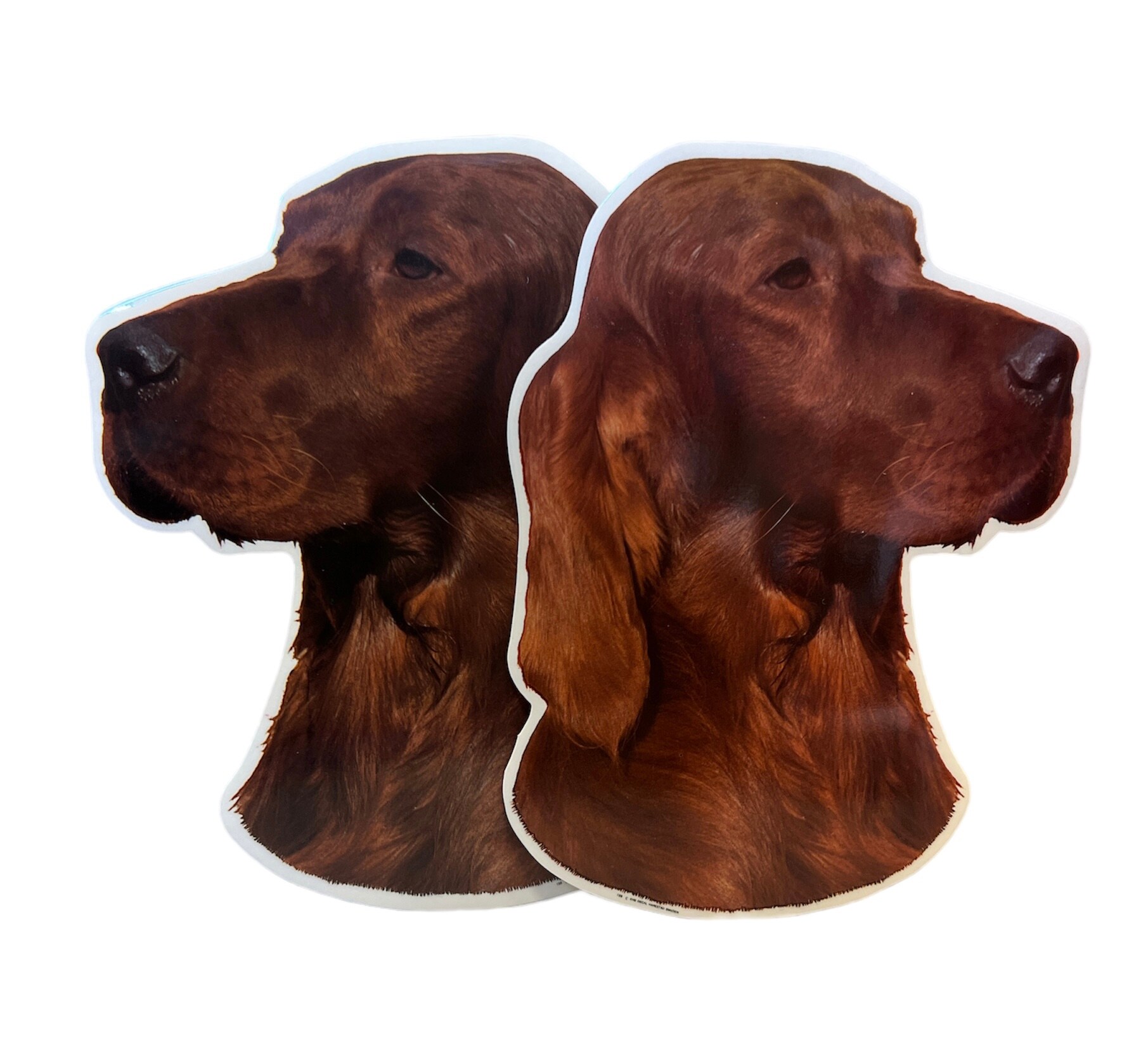 Dekal Hund medium 2-pack - Irländsk Röd Setter huvud