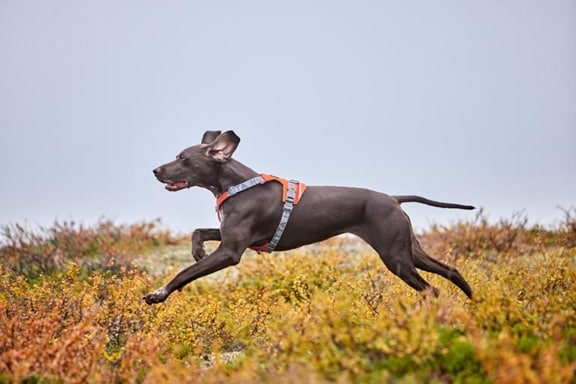 Hurtta Rover Y-sele Cinnamon