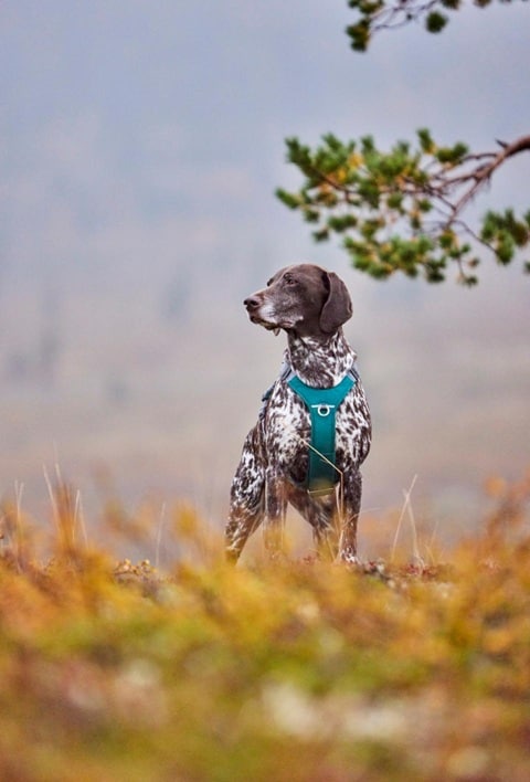 Hurtta Rover Y-sele Peacock - 2