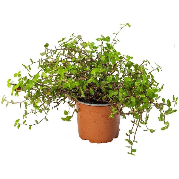 Levande Växt till fågel, smådjur och reptil - 2