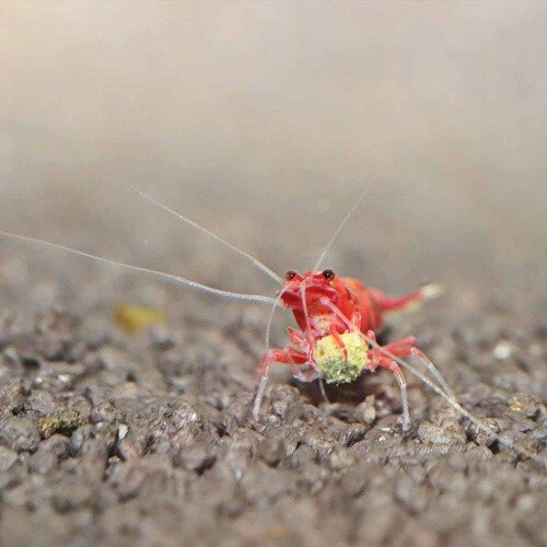 JBL ProNovo Shrimps S 100ml