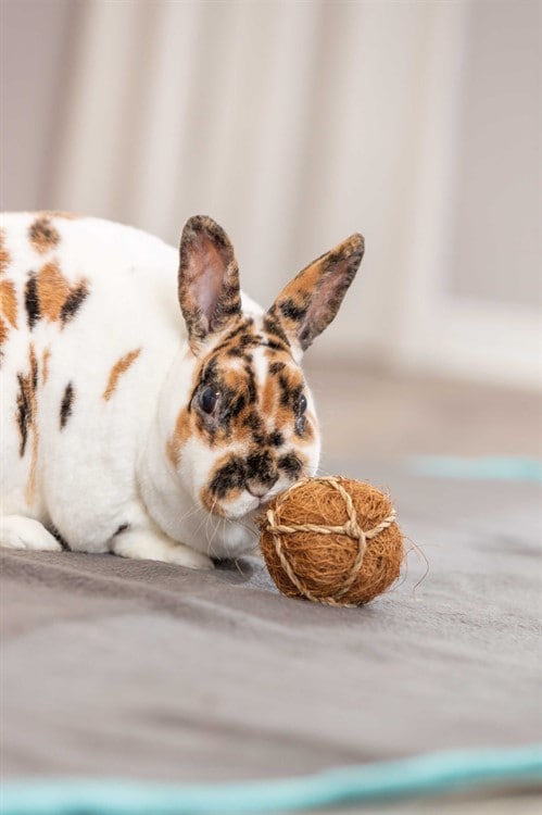 Kokosnötsboll 6cm - 2