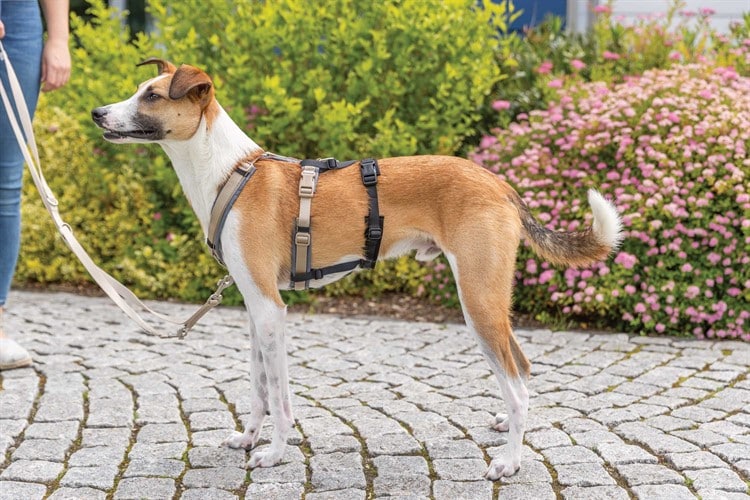 Panic-adapter för sele - Flera Storlekar - 2