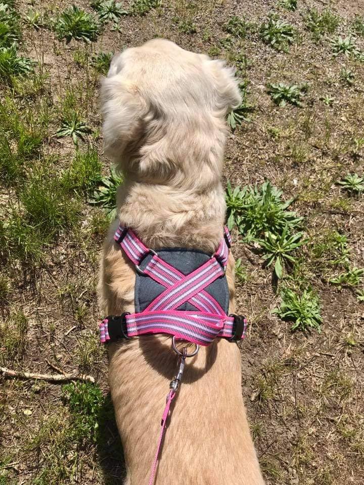 Metizo sele Future walking Svart - 2