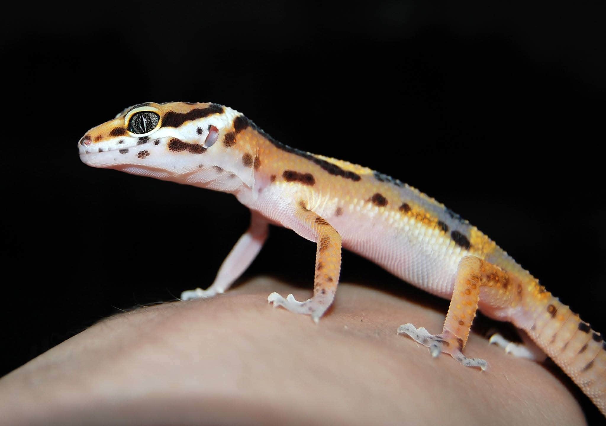 Gecko från 849:-