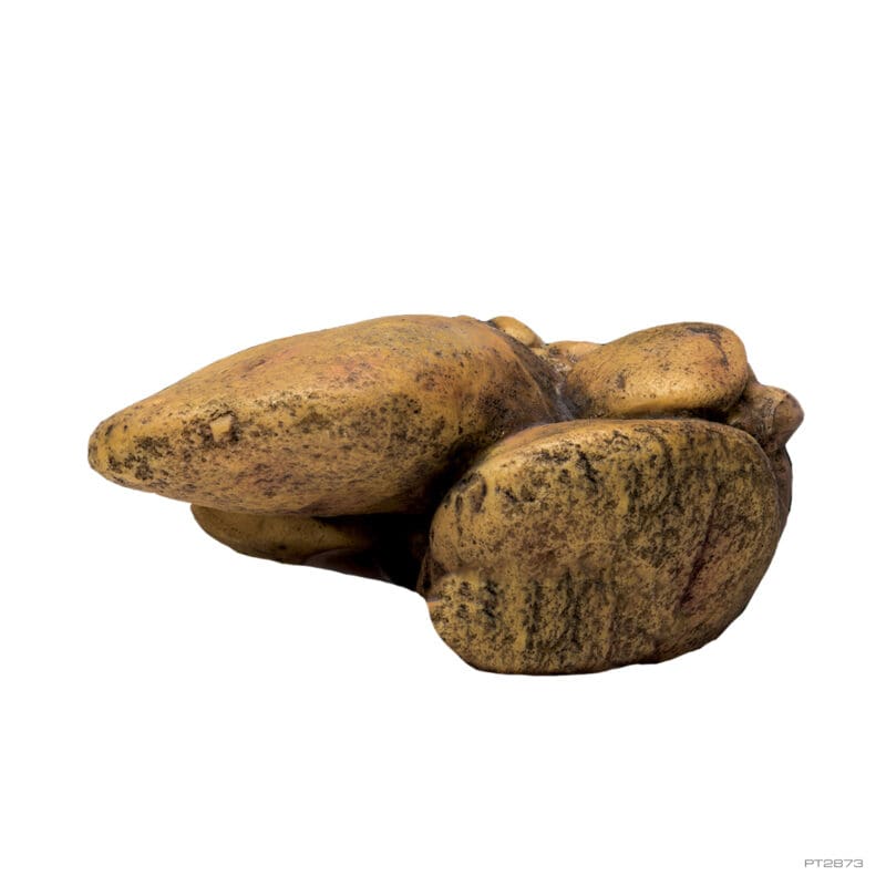 ExoTerra Överhängsgrotta Small - 2