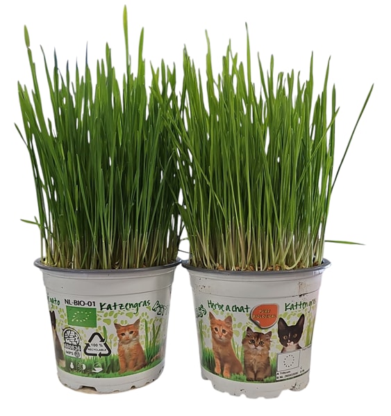 Levande kattgräs i kruka