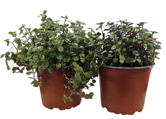 Levande Växt till fågel, smådjur och reptil