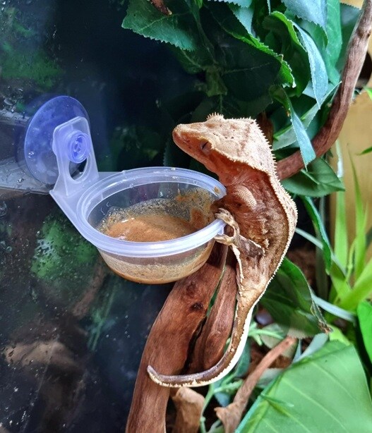 ZM Arboreal Feeding Cup Med Sugkoppar - 2