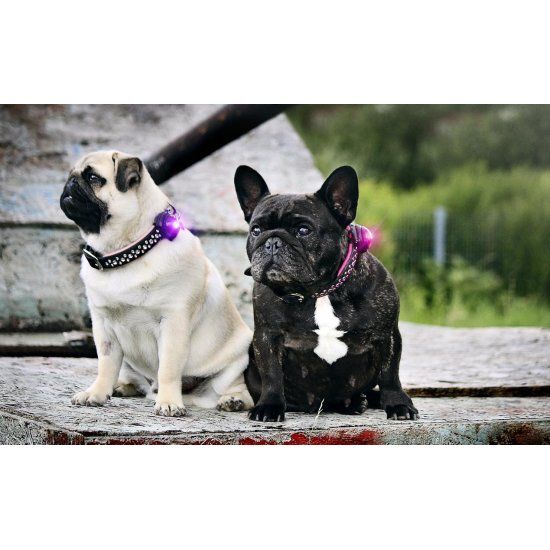 Orbiloc Rosa Dual - 2