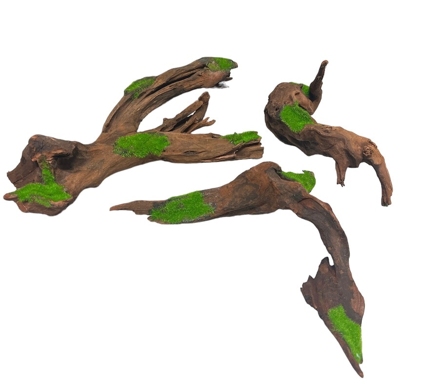 Akvariedekoration Kipouss Rot Medium med växtfrön - 2