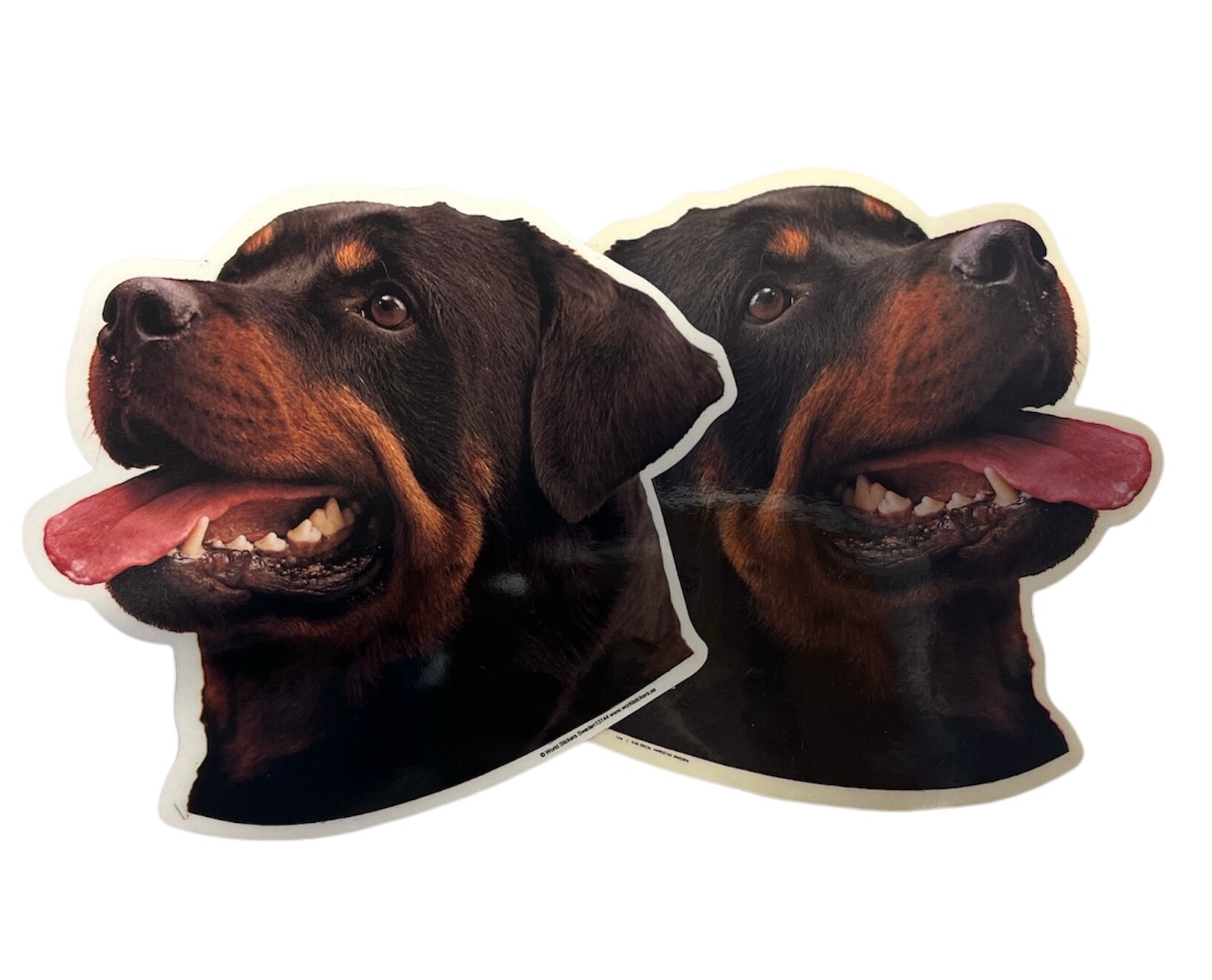 Dekal Hund medium 2-pack - Rottweiler huvud 2