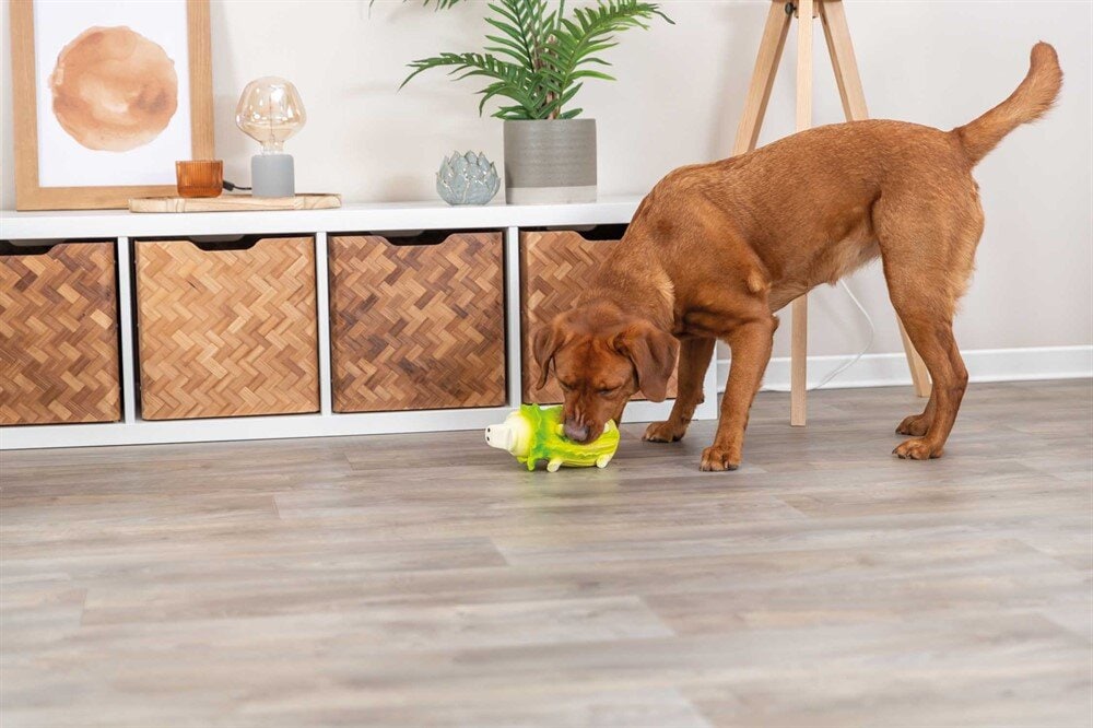 Kålsvin med ljud latex 23cm