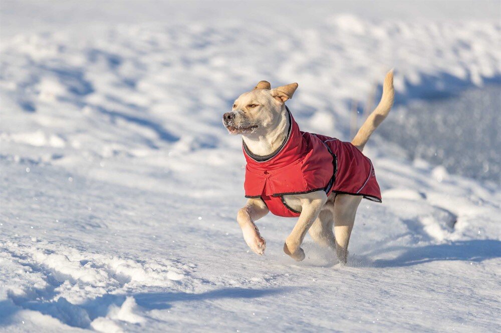 Vintertäcke Explore Thermo röd (8 storlekar)