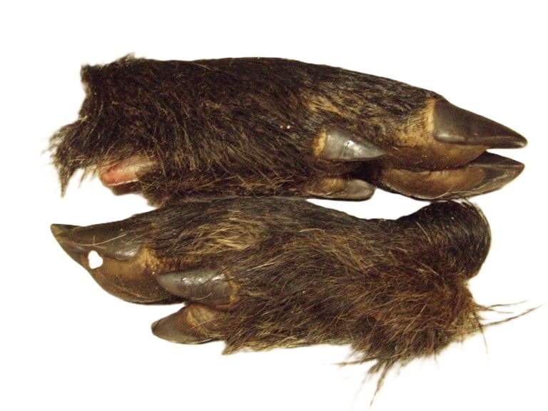 Fryst vildsvinsfot med päls ca 1kg