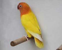 Dvärgpapegoja Fischeri Gul