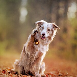 Orbiloc Amber Dual - 2