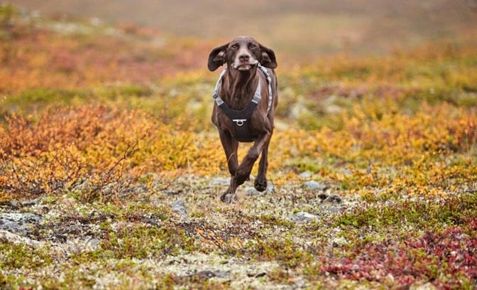 Hurtta Rover Y-sele Raven