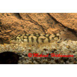 Botia från 89:- - 2