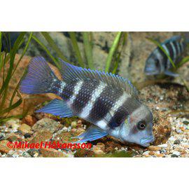 Ciklid från 59:- - 2