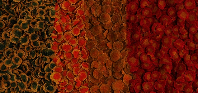 Tetra Pro Menu 250ml, flera foder i en burk - 2