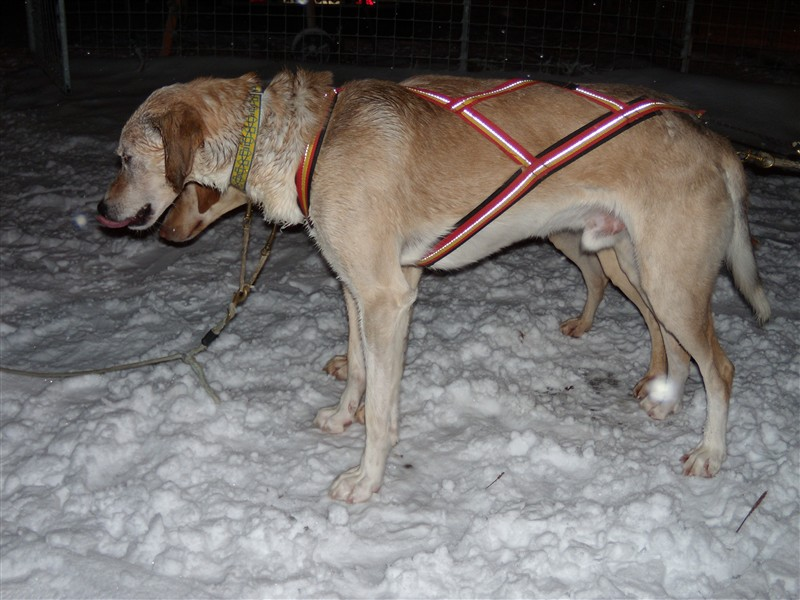 Dragråttan Nomesele X-back