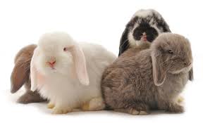 Kanin Dvärgvädur PRIVATUPPFÖDDA