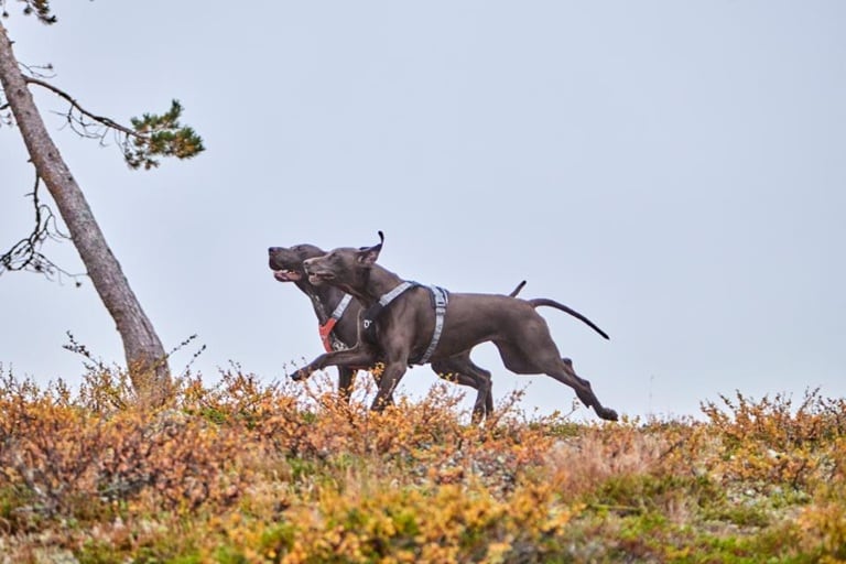 Hurtta Rover Y-sele Raven - 2