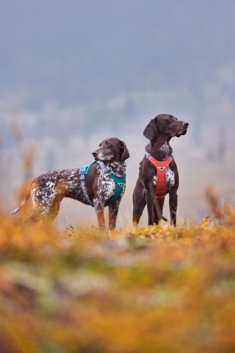 Hurtta Rover Y-sele Peacock