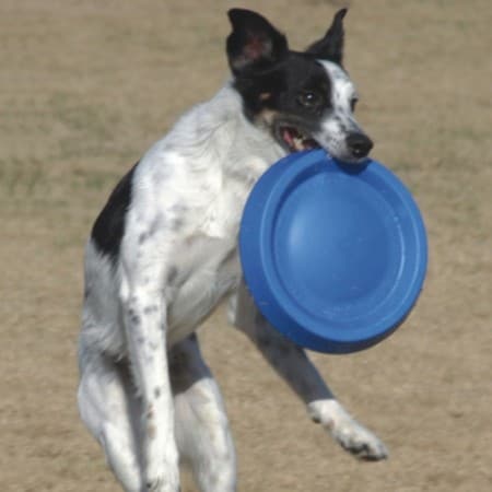 Easy Glide Foam Disc 22cm - 2