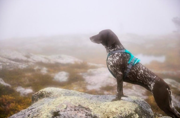 Hurtta Rover Y-sele Peacock