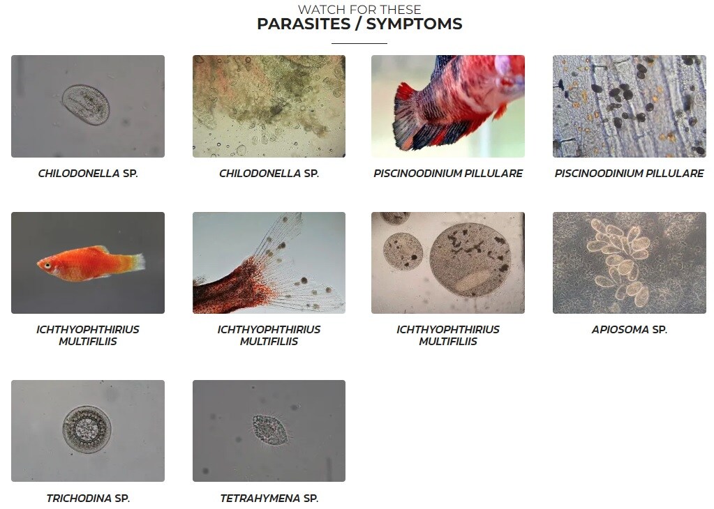 Esha Exit Medicin Mot Vita Prick 20ml - 2
