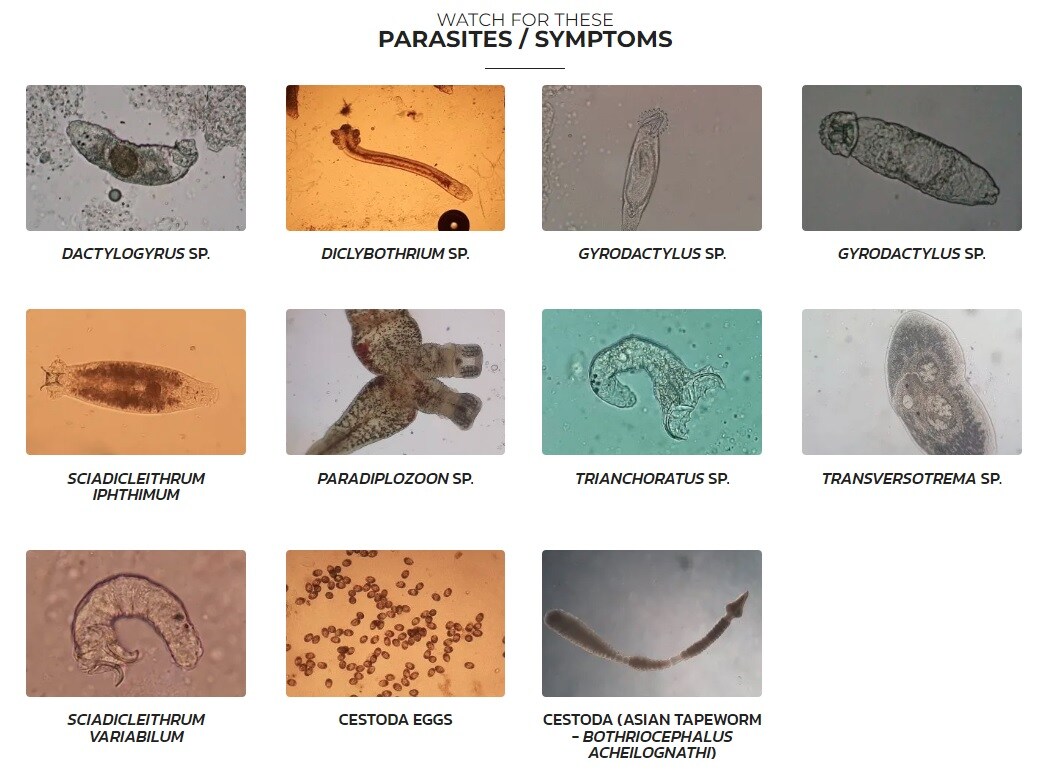 Esha GDEX Medicin Mot Gäl-Hud-bandmask 20ml - 2