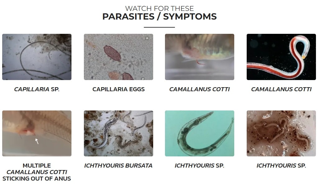 Esha NDX Medicin Mot Nematoder 20ml - 2