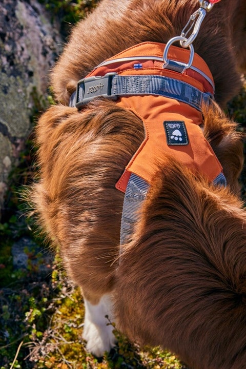 Hurtta Rover Y-sele Peacock