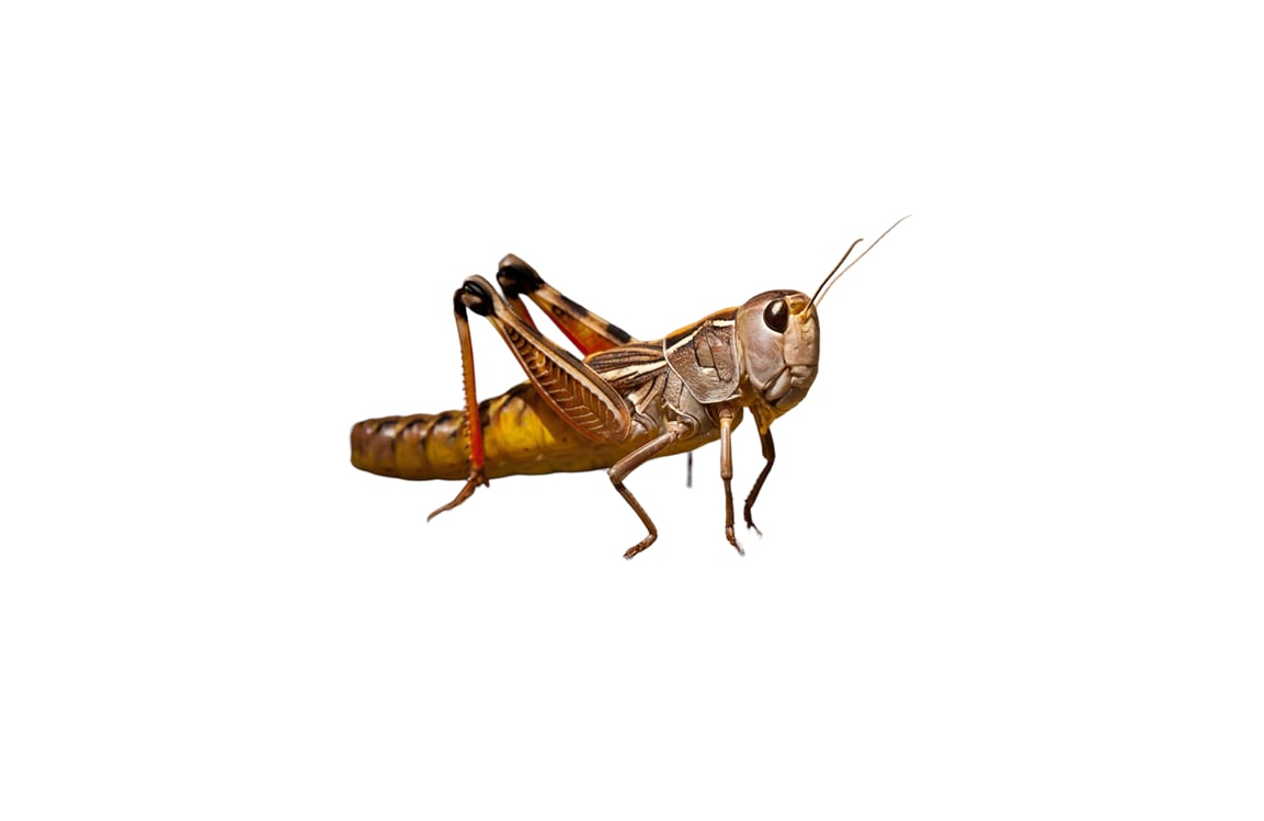 Gräshoppor små utan vingar /st