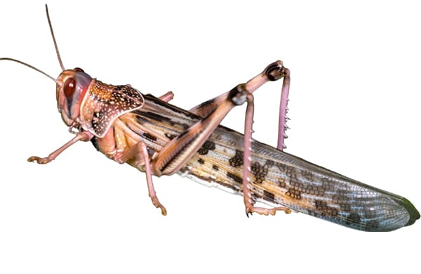 Gräshoppor stora med vingar /st