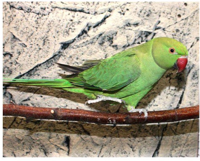 Halsbandsparakit grön unga ej könsmogna