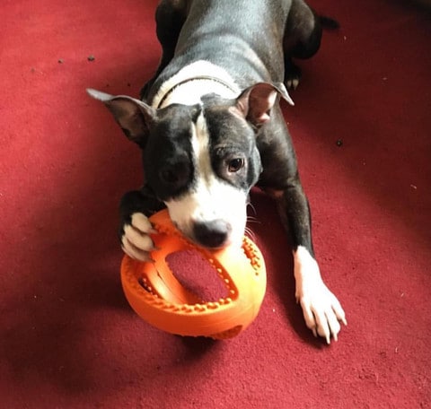 Grubber boll D:20cm, Rejäl leksak!