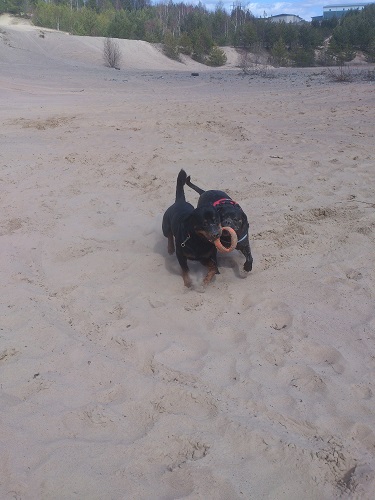 Grubber boll D:20cm, Rejäl leksak! - 2